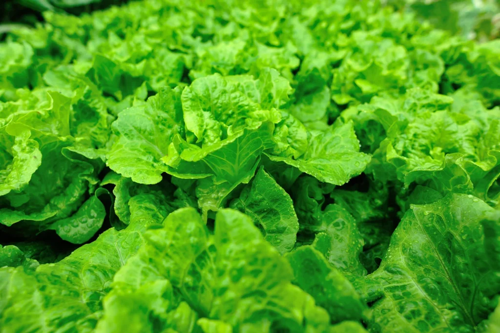 Eat greens to lose weight?