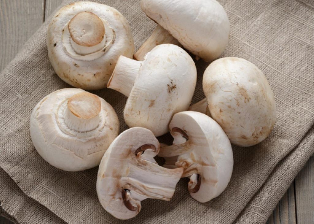 Mushroom Power?